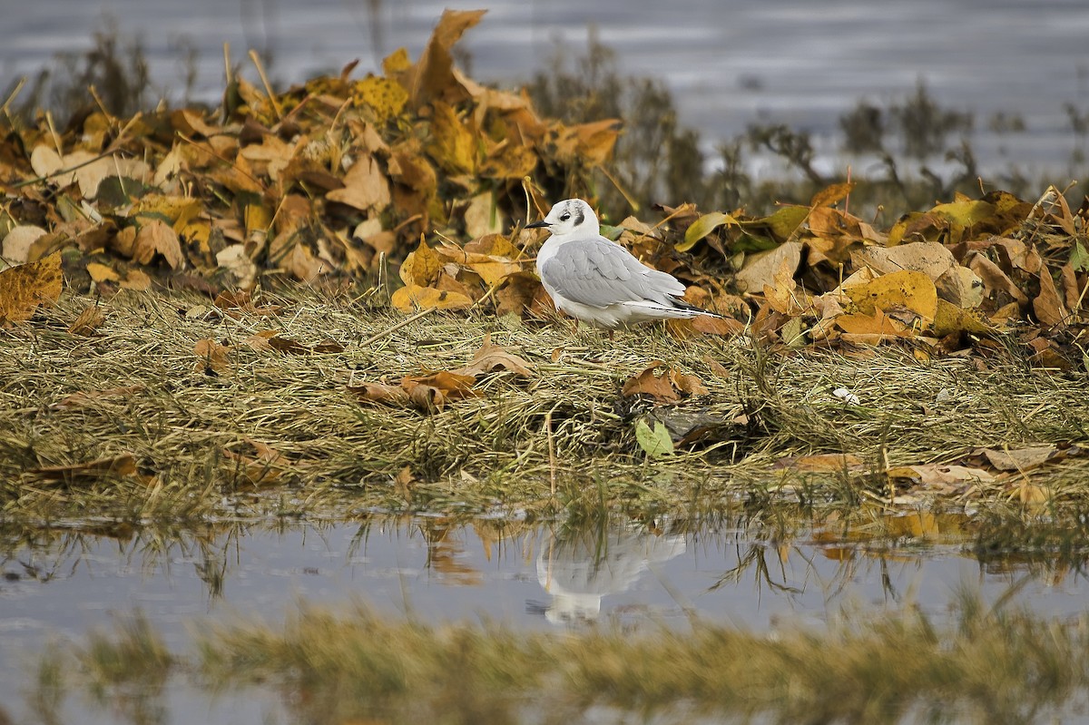 Bonaparte's Gull - ML644389364