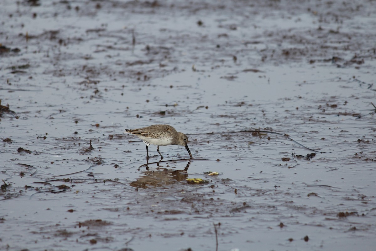 Dunlin - ML644389373