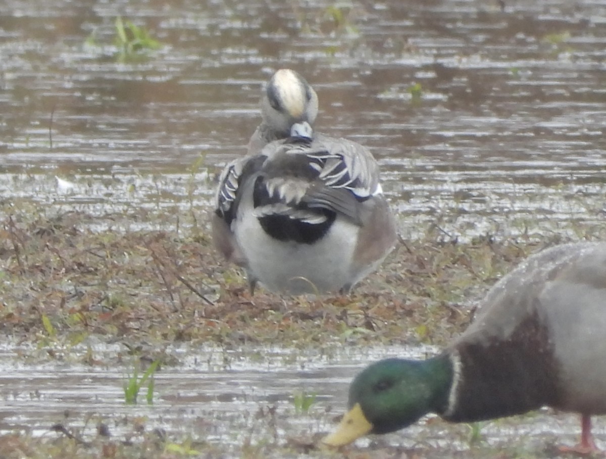 amerikablesand - ML644389374