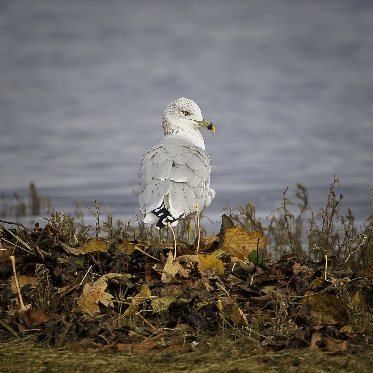 Ring-billed Gull - ML644389375
