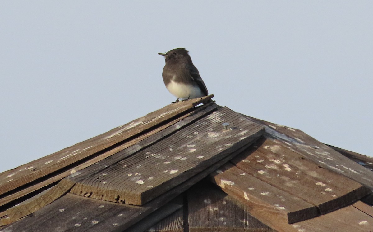 Kara Fibi - ML644389376