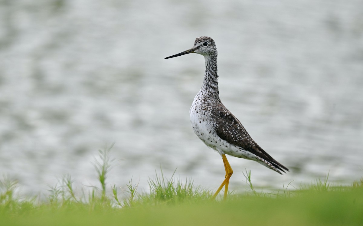 Greater Yellowlegs - ML644389379