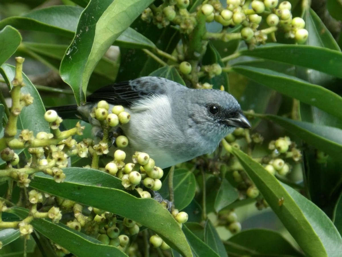 Plain-colored Tanager - ML644389394