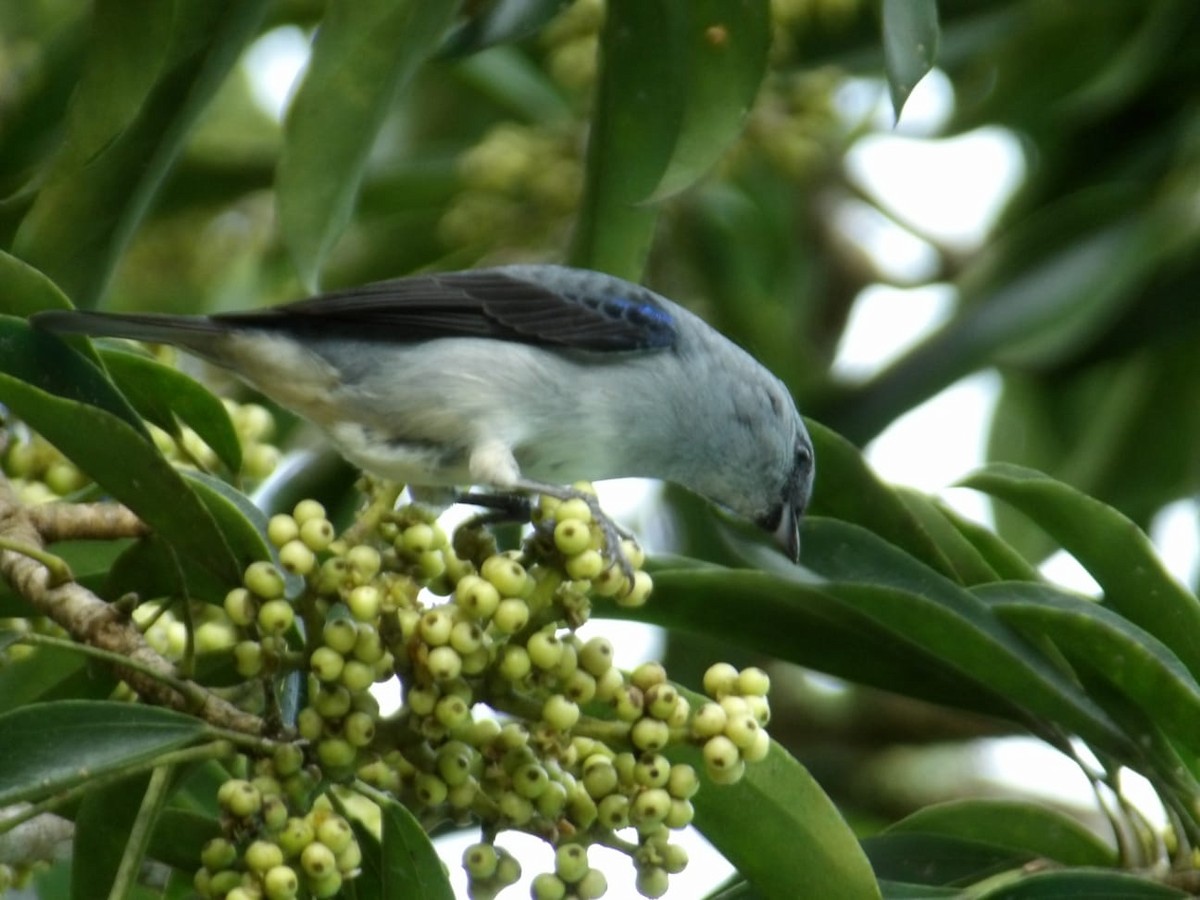 Plain-colored Tanager - ML644389396