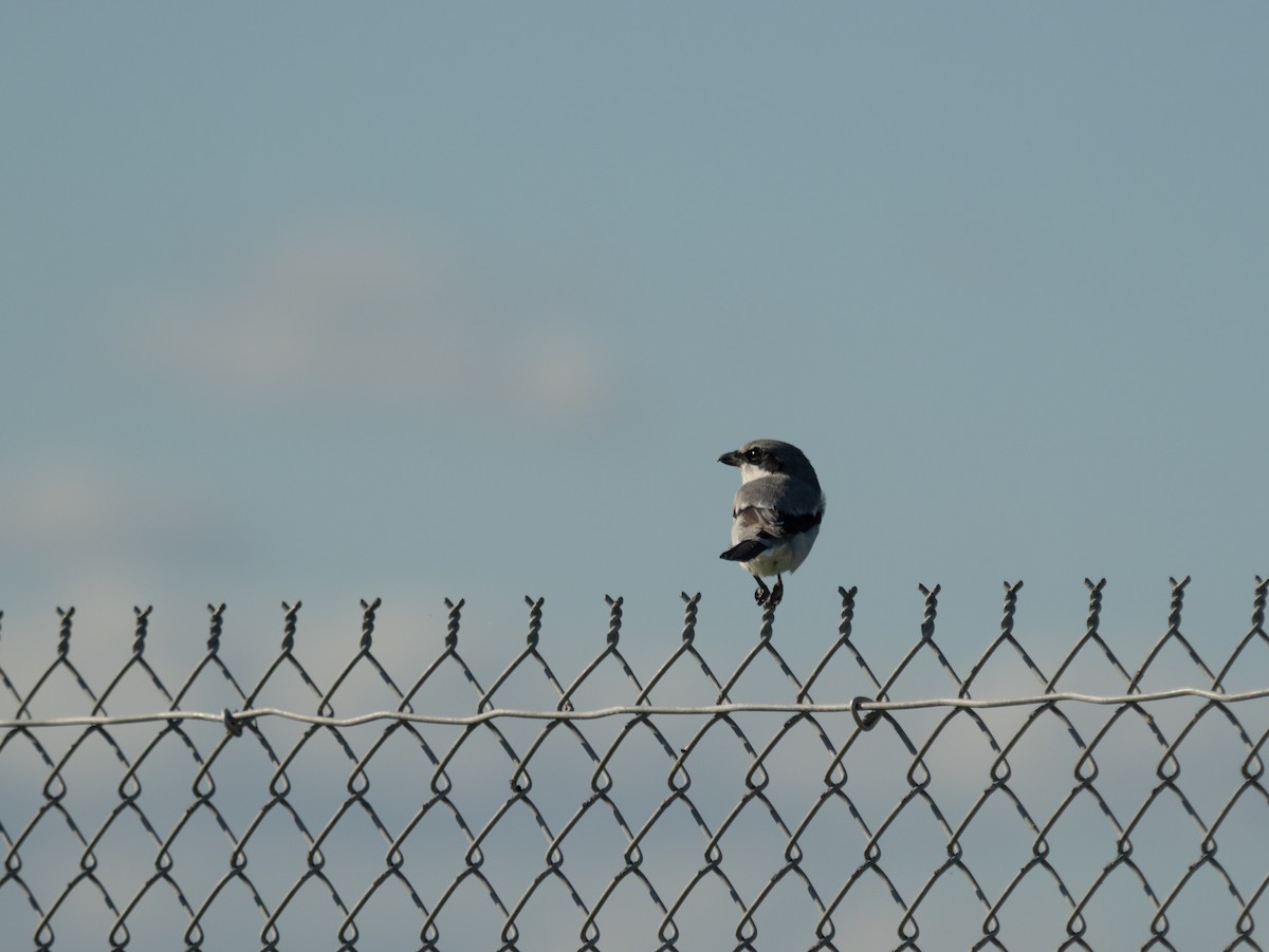 Loggerhead Shrike - ML644389403