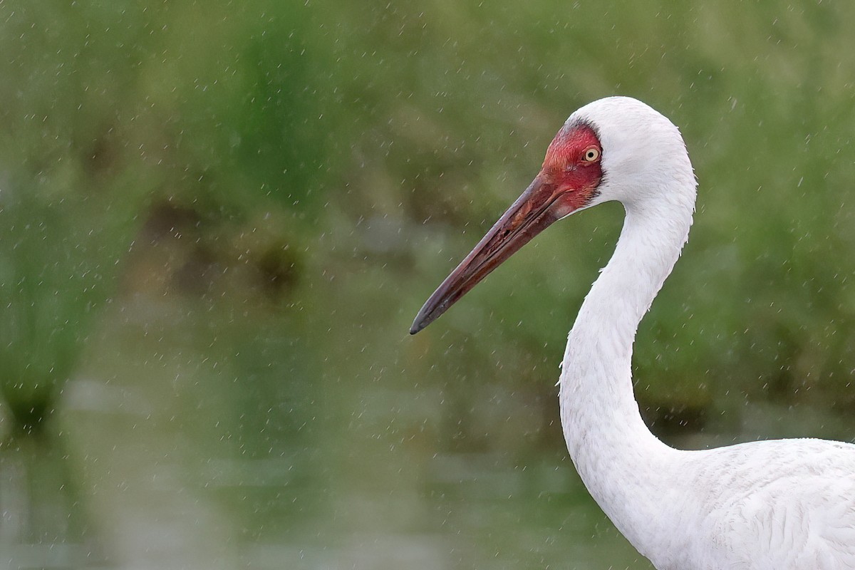 Siberian Crane - ML644389404