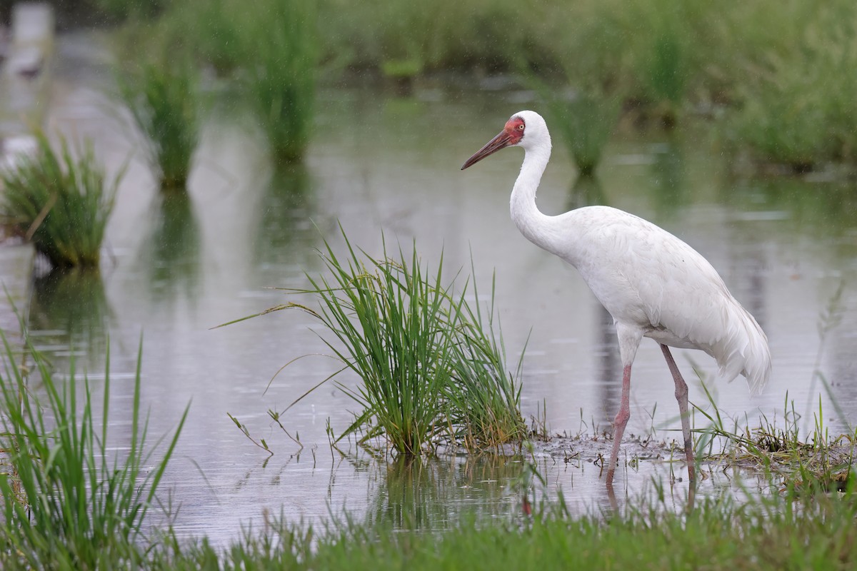Siberian Crane - ML644389405
