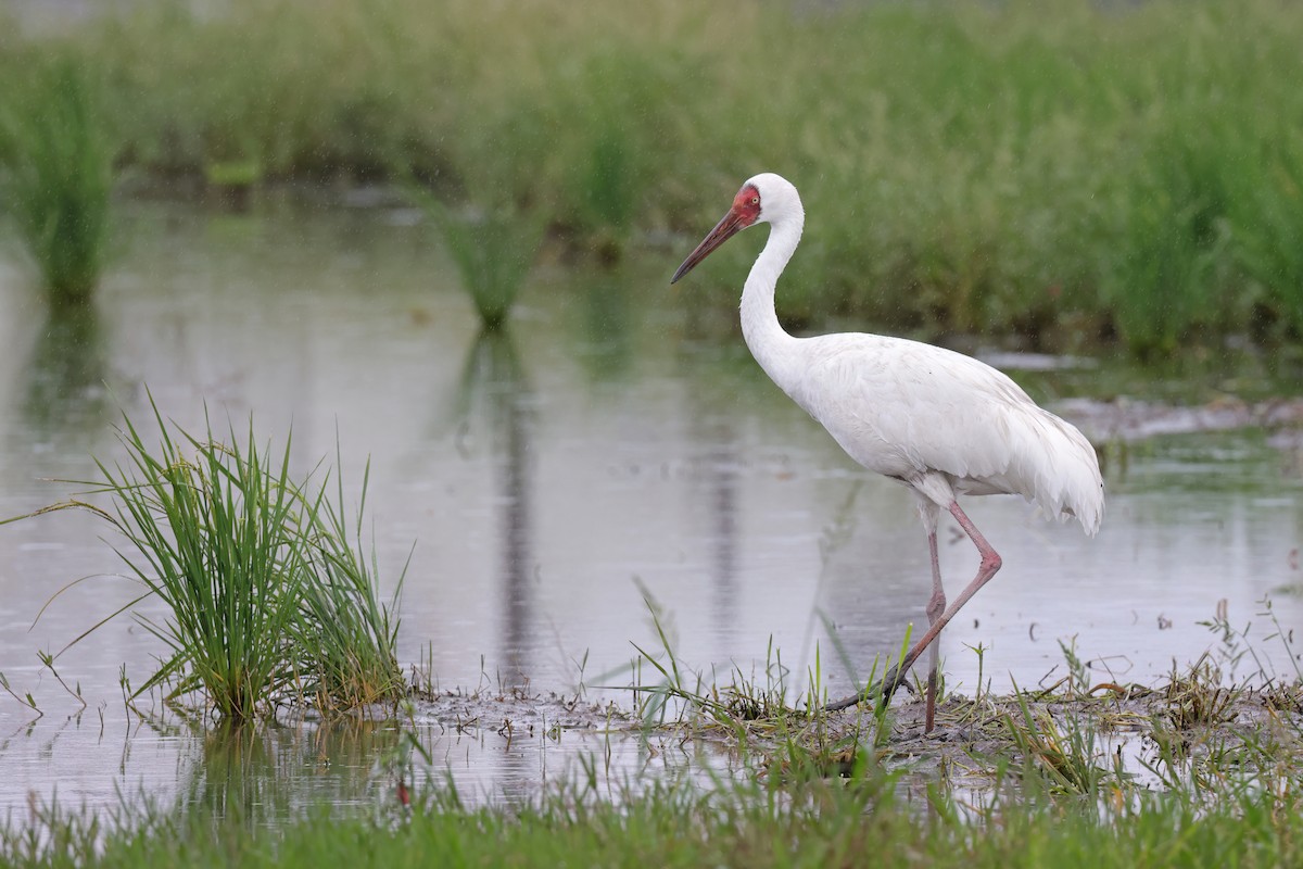 Siberian Crane - ML644389406