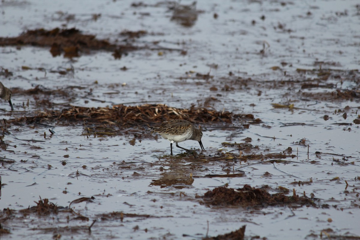 Dunlin - ML644389407