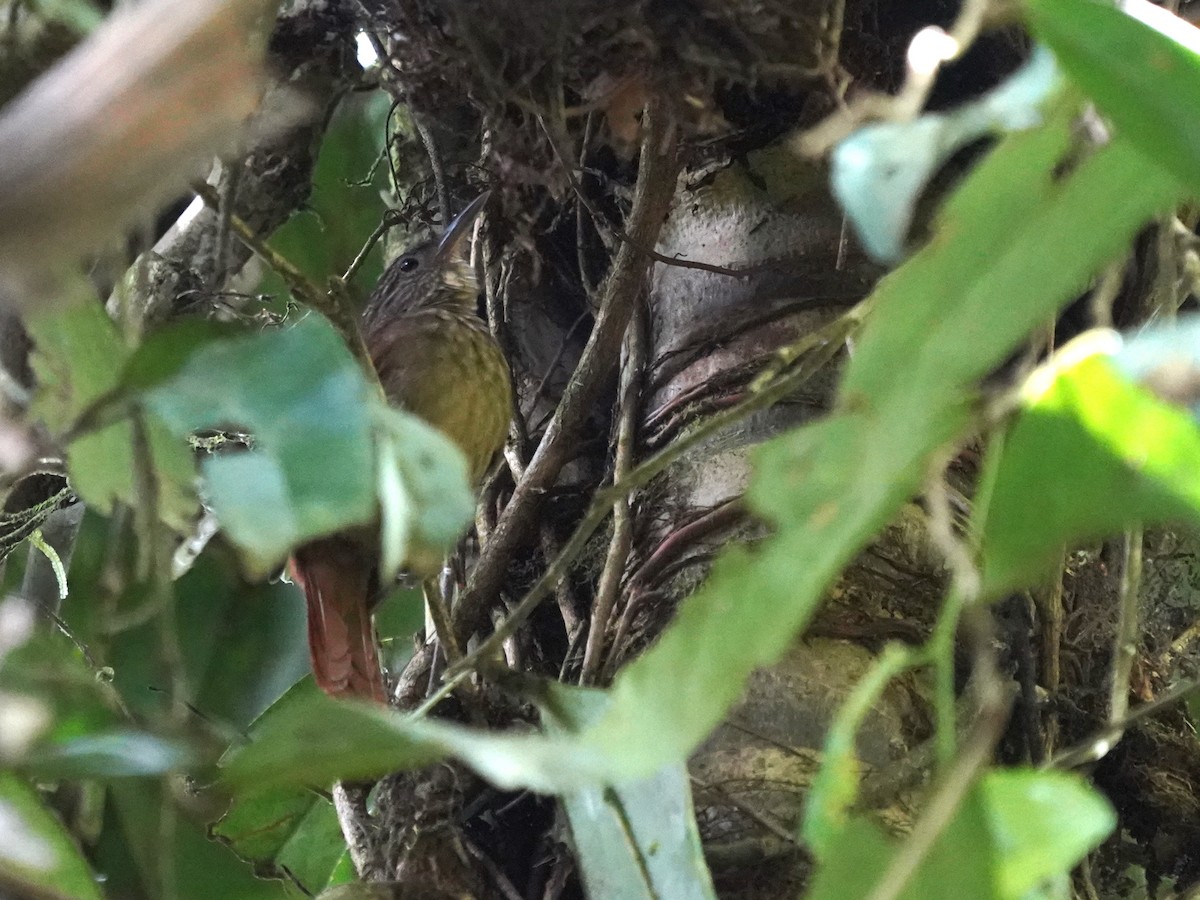 Eastern Woodhaunter - ML644389411