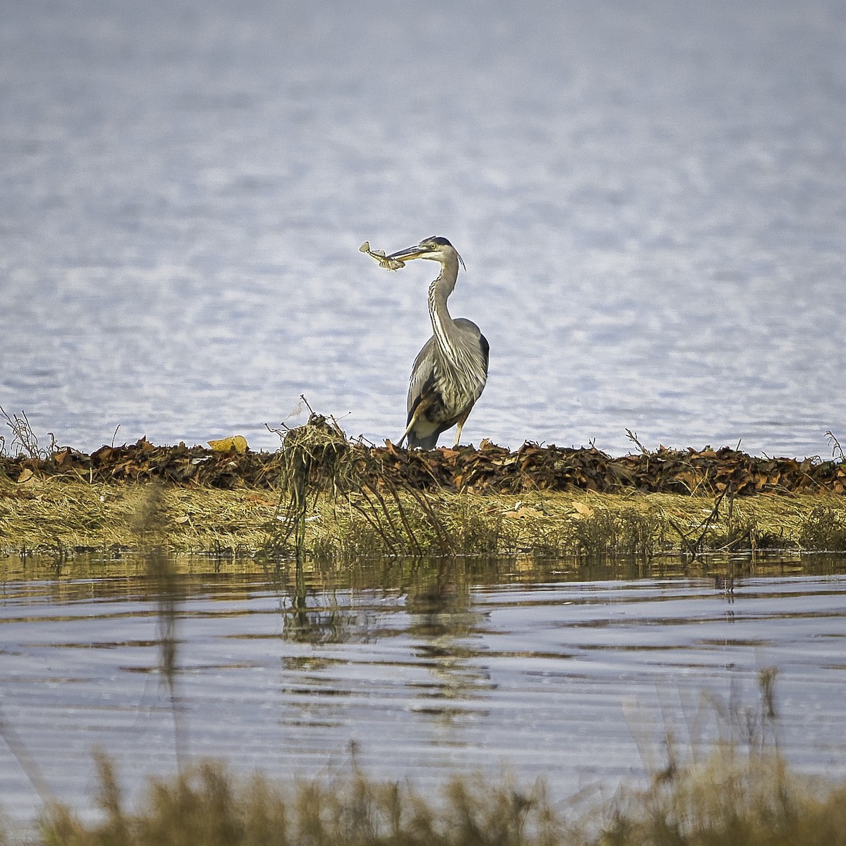 Great Blue Heron - ML644389422