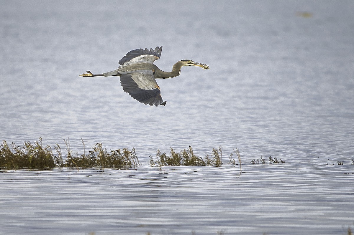 Great Blue Heron - ML644389423