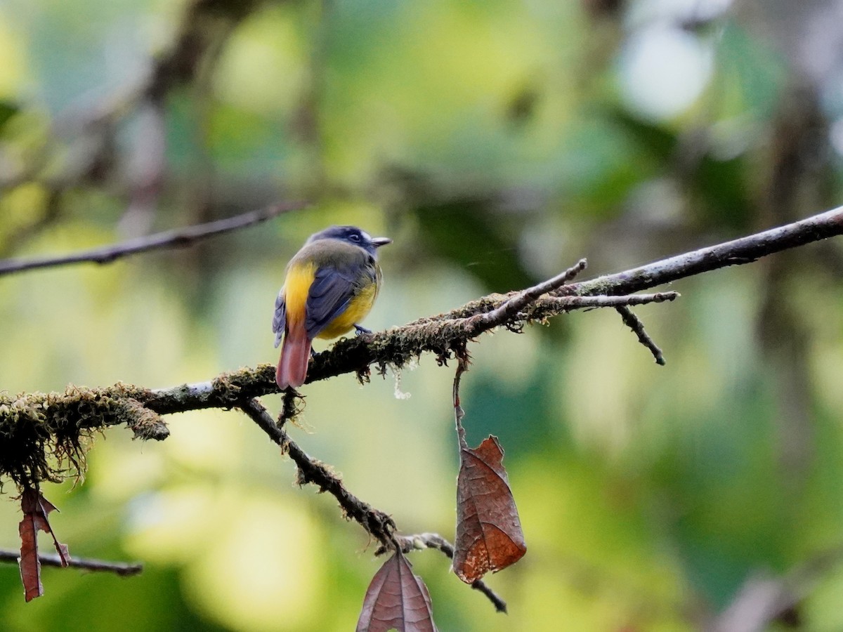 Ornate Flycatcher (Eastern) - ML644389428