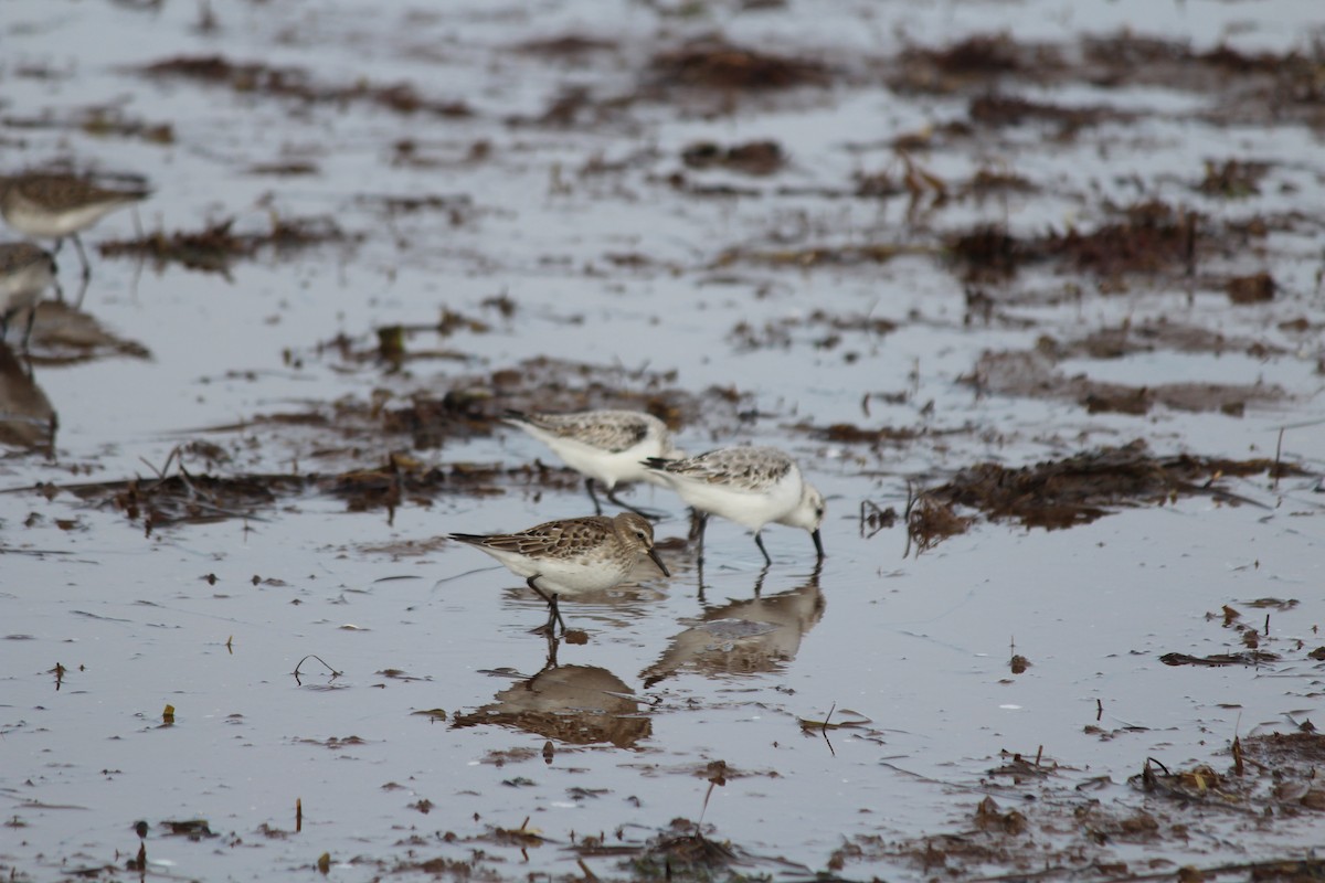White-rumped Sandpiper - ML644389430
