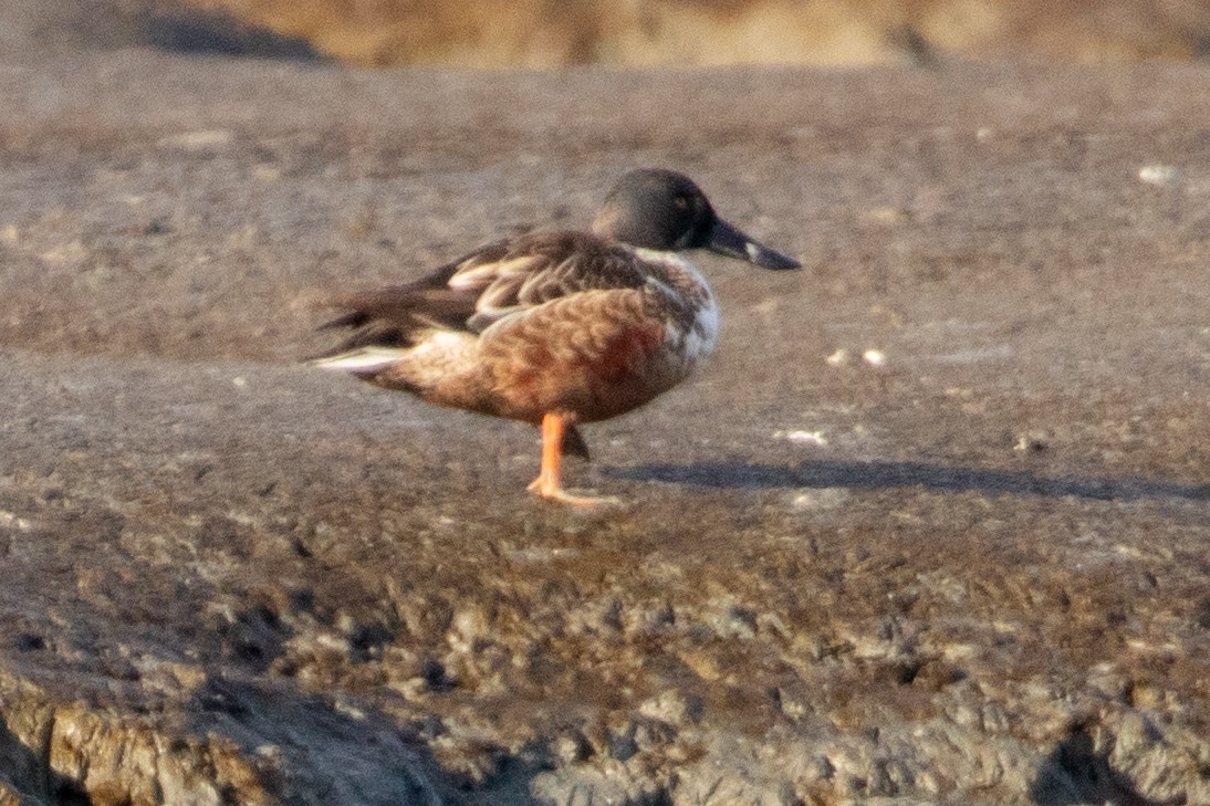 lžičák pestrý - ML644389431