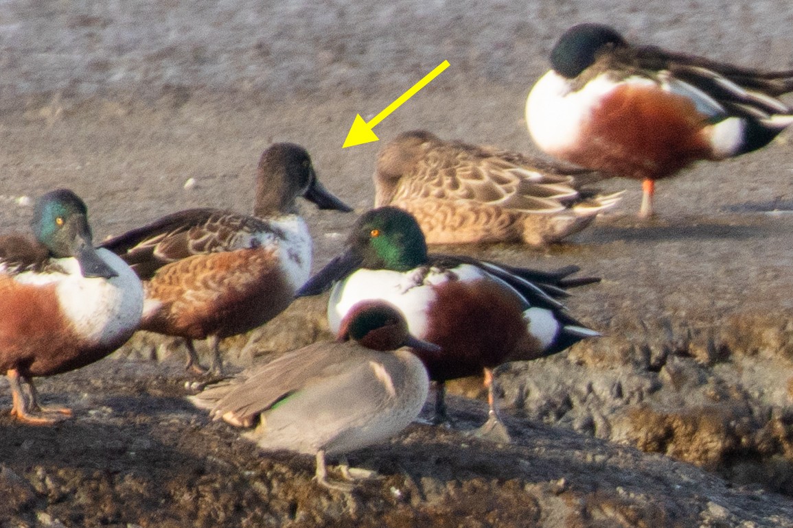 lžičák pestrý - ML644389433