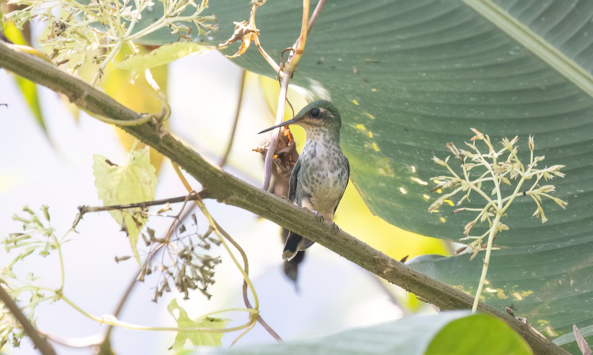 Rufous-booted Racket-tail (Adda's) - ML644389434