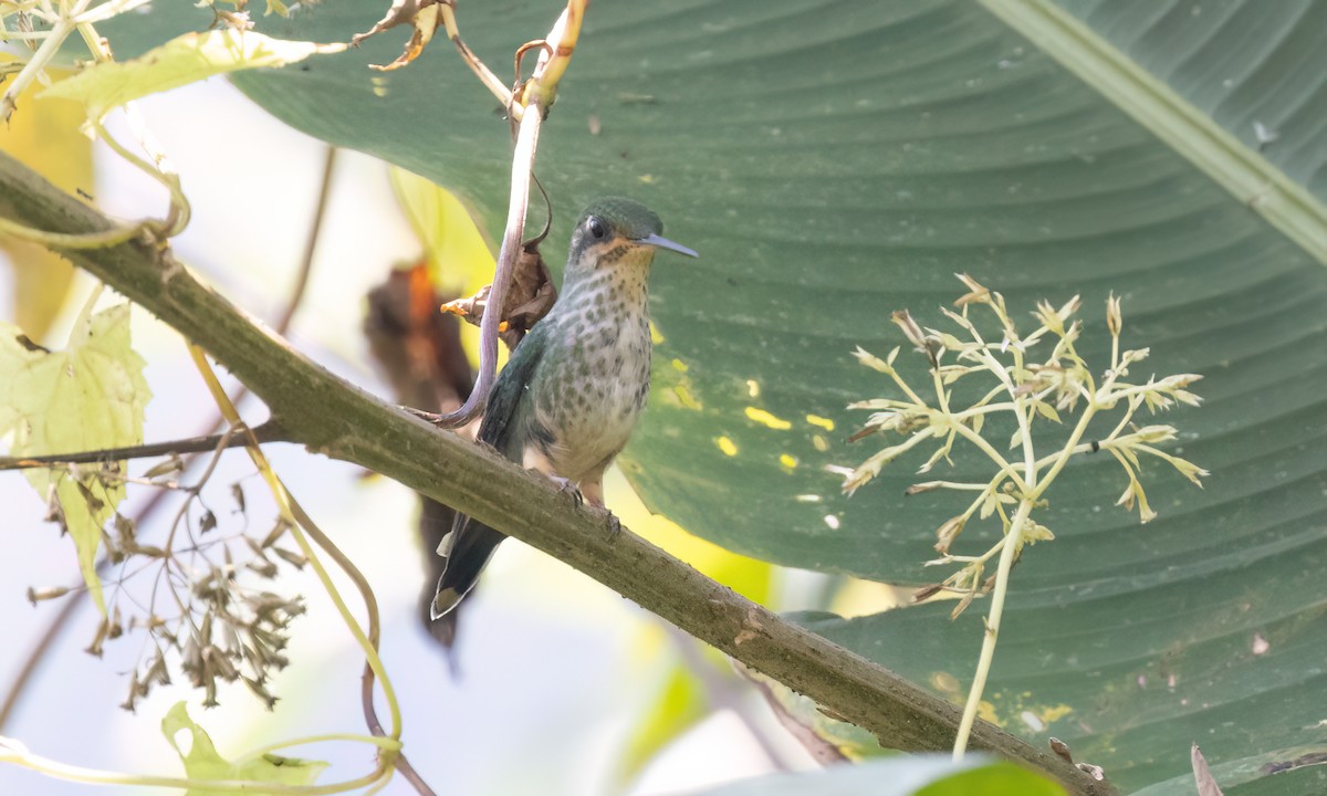 Rufous-booted Racket-tail (Adda's) - ML644389436