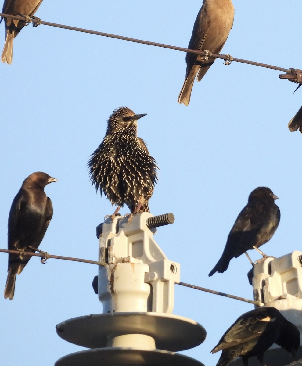 European Starling - ML644389446