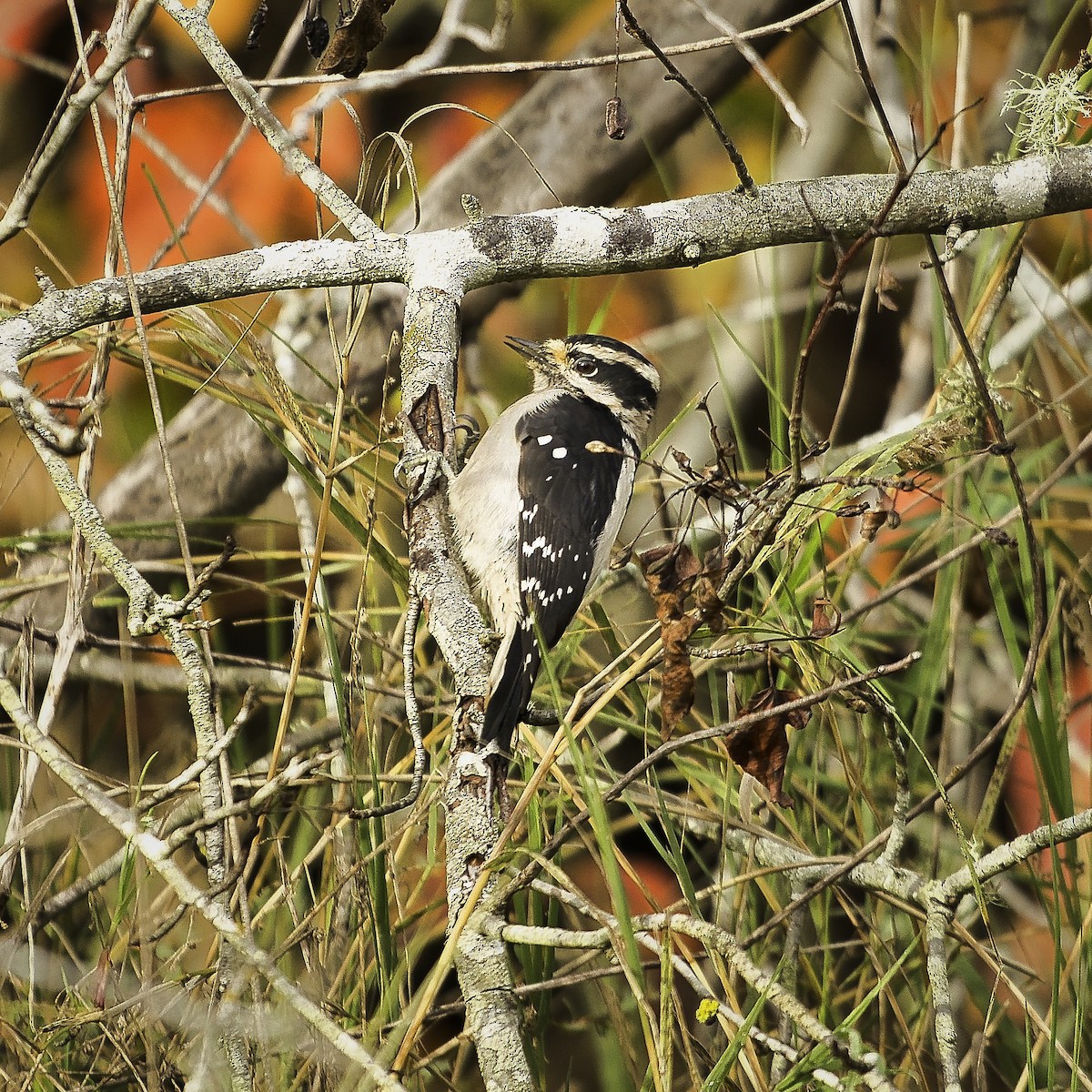Downy Woodpecker - ML644389451