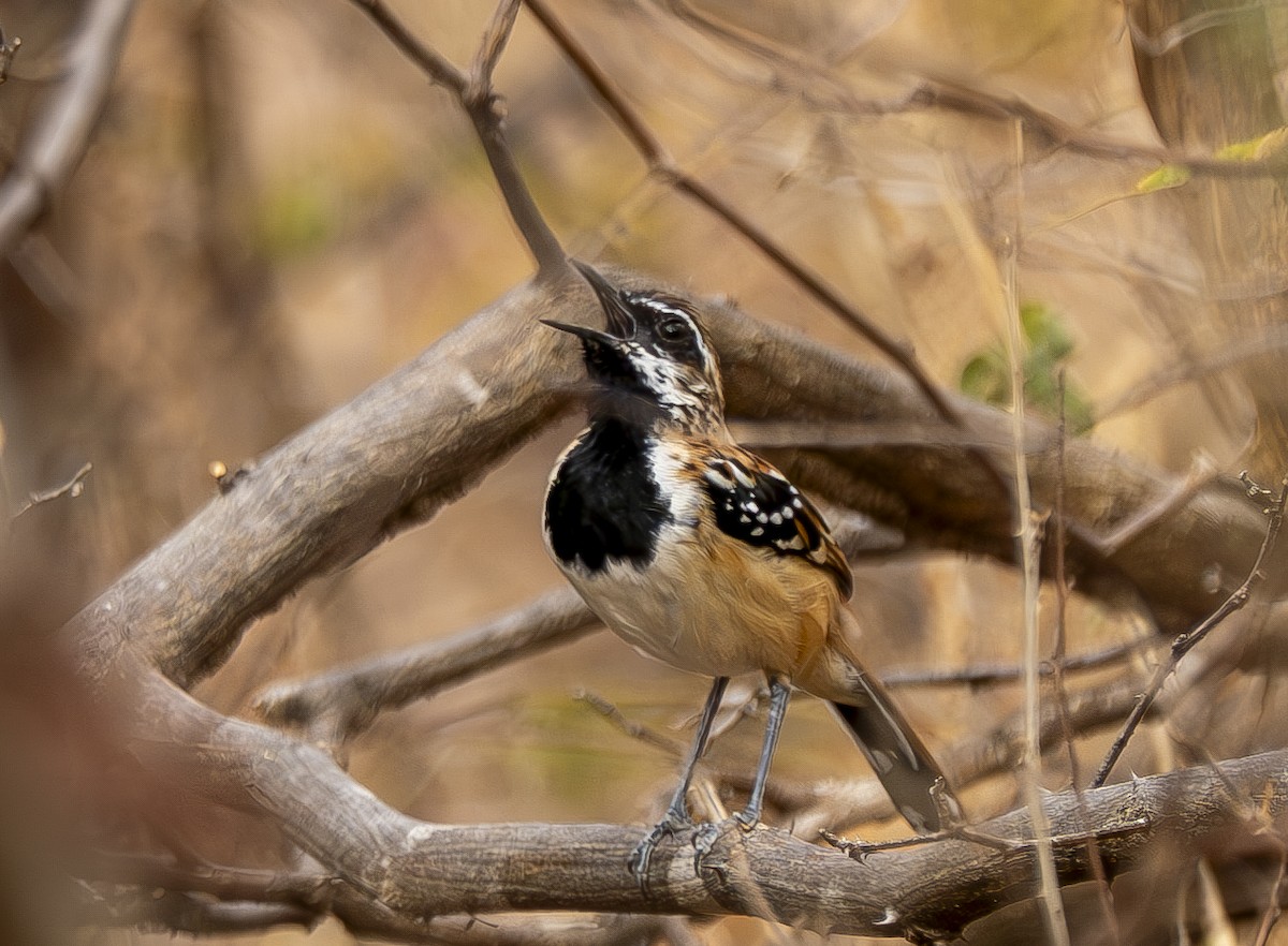 Stripe-backed Antbird - ML644389454