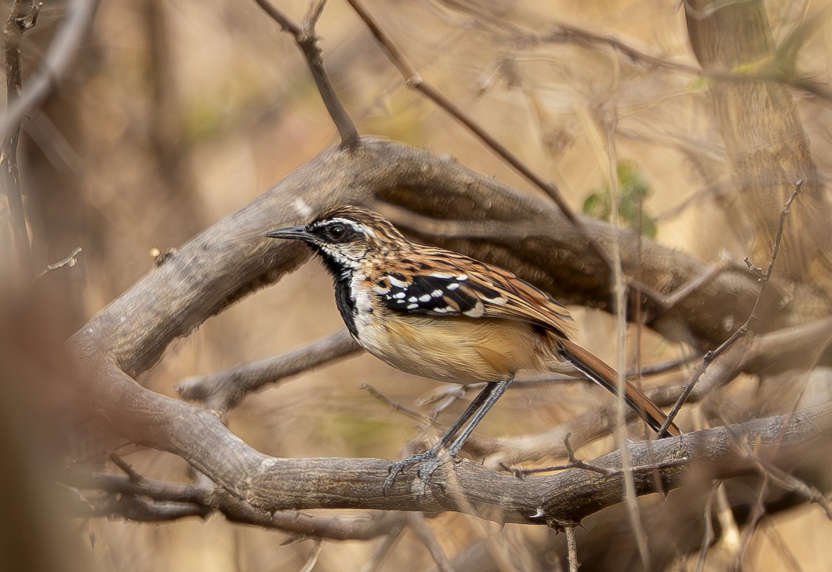 Stripe-backed Antbird - ML644389455