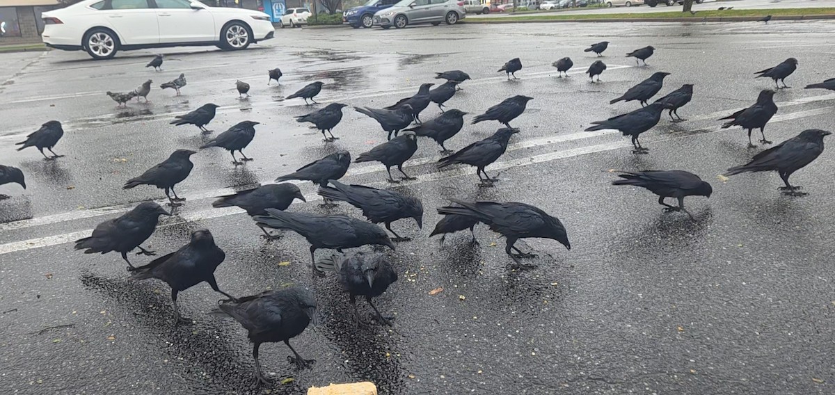 Balıkçı Karga - ML644389459