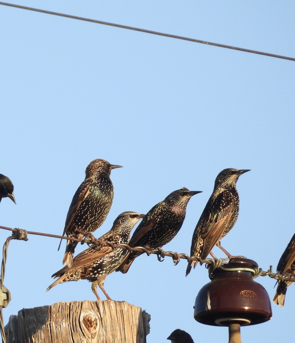 European Starling - ML644389460