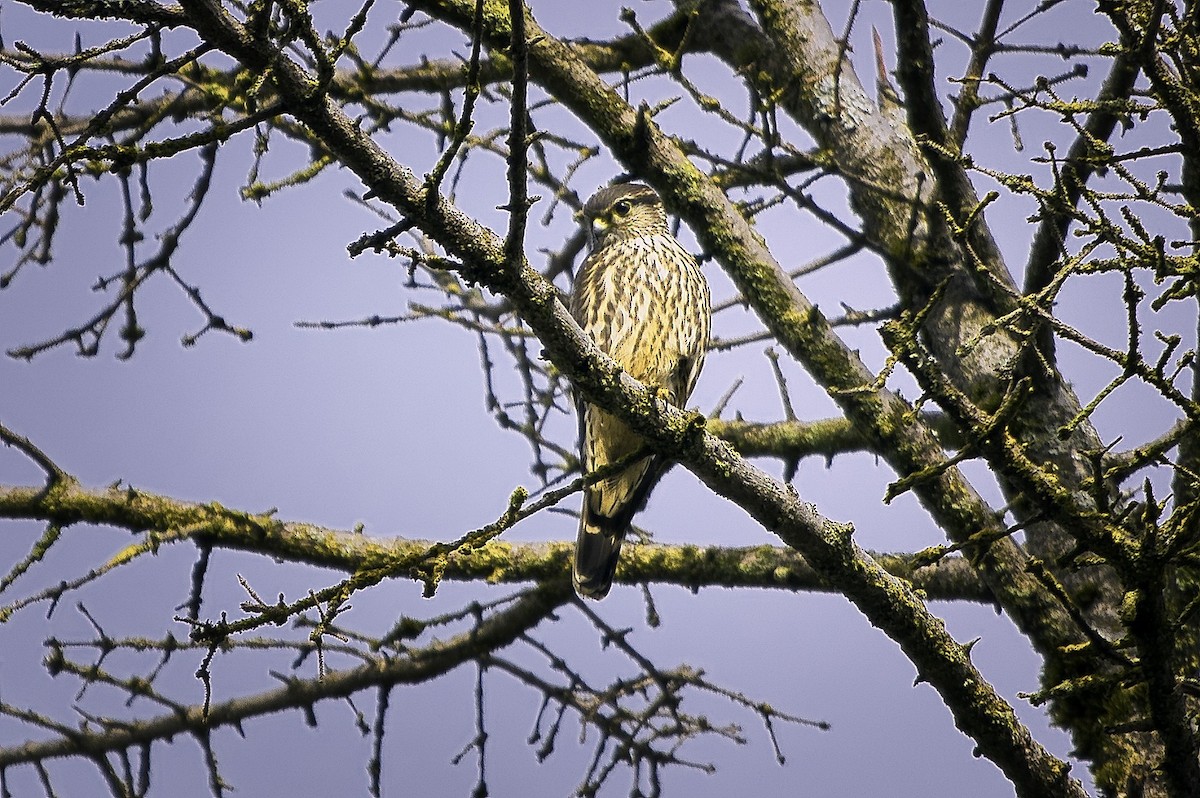 灰背隼 - ML644389464