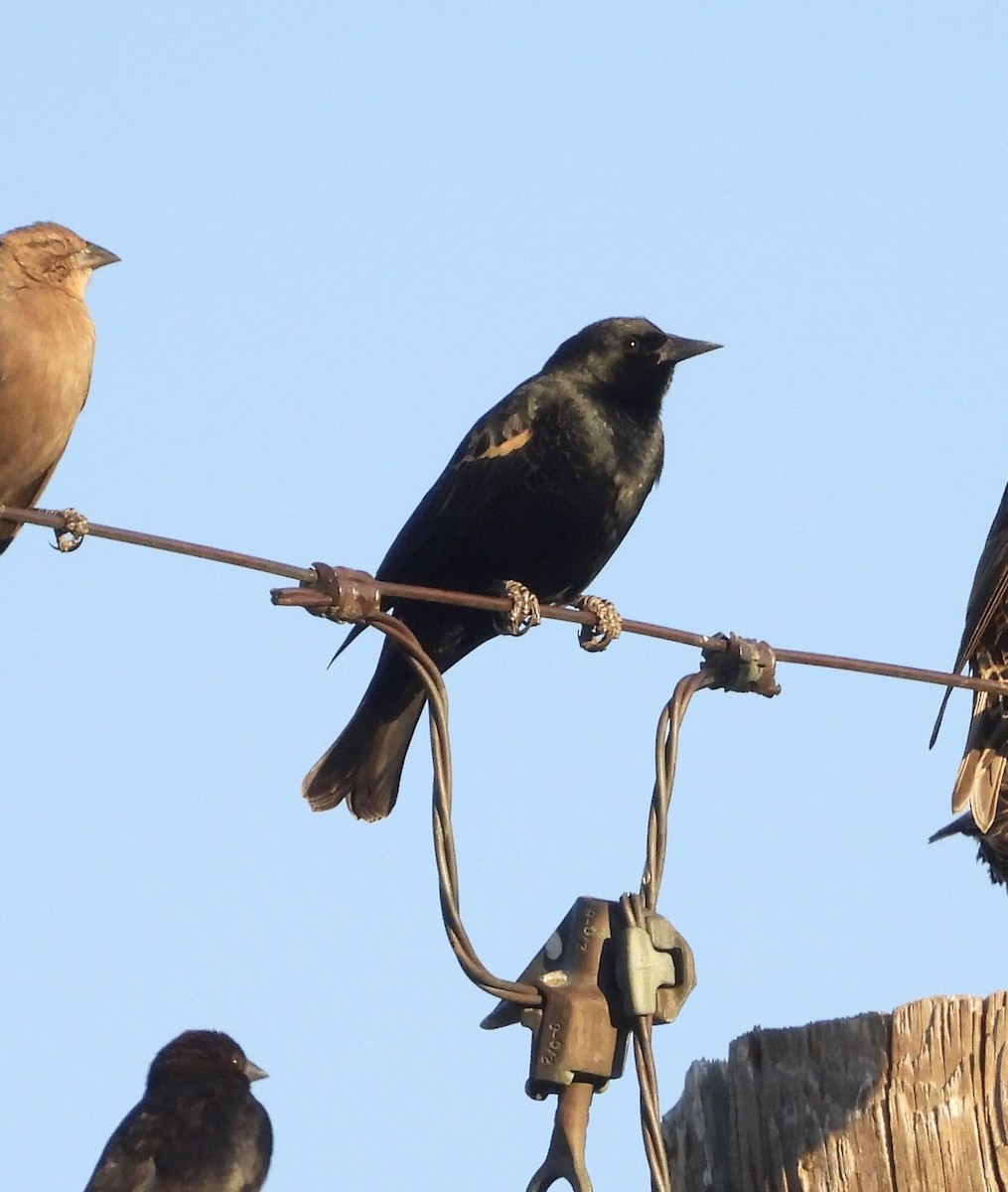Tricolored Blackbird - ML644389469