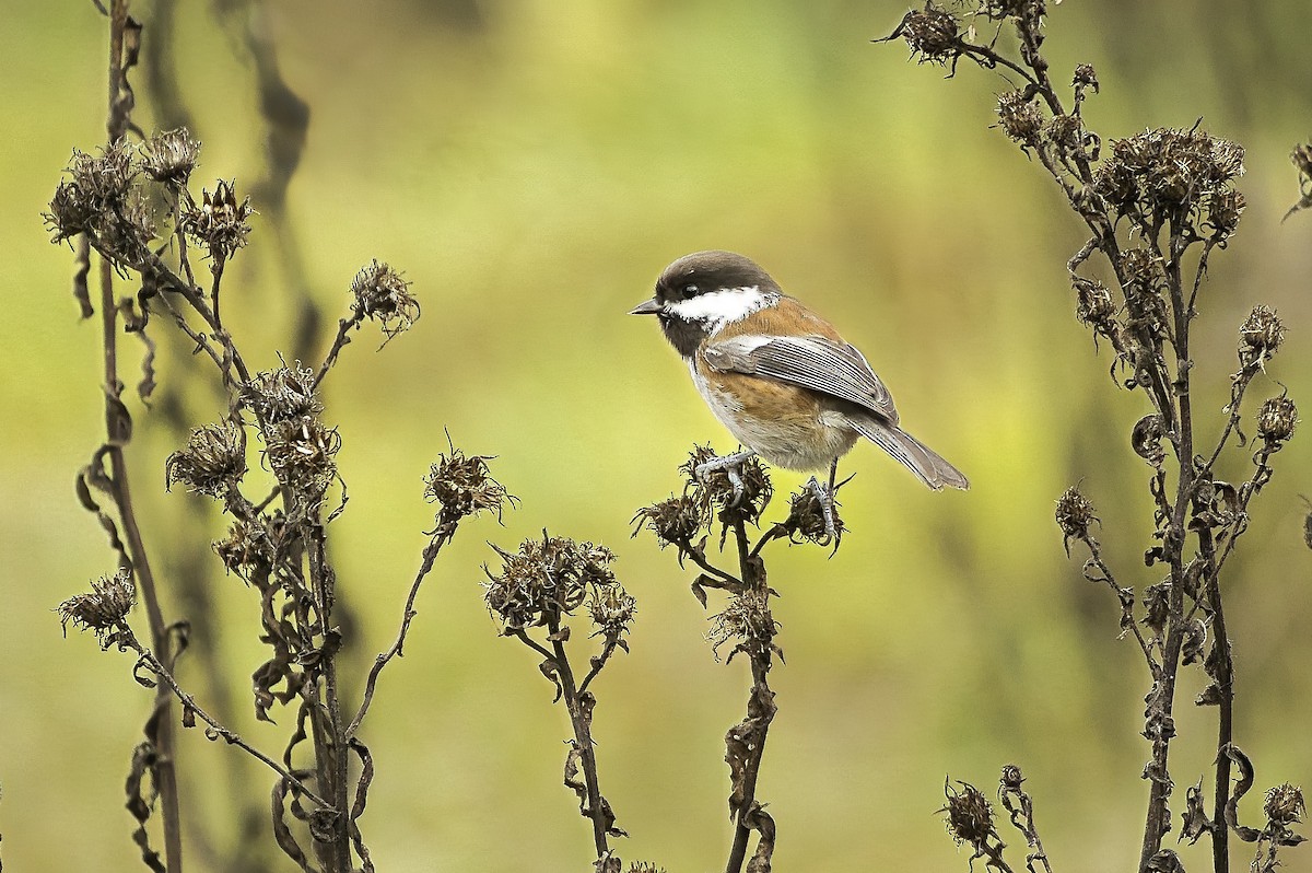 Chestnut-backed Chickadee - ML644389470
