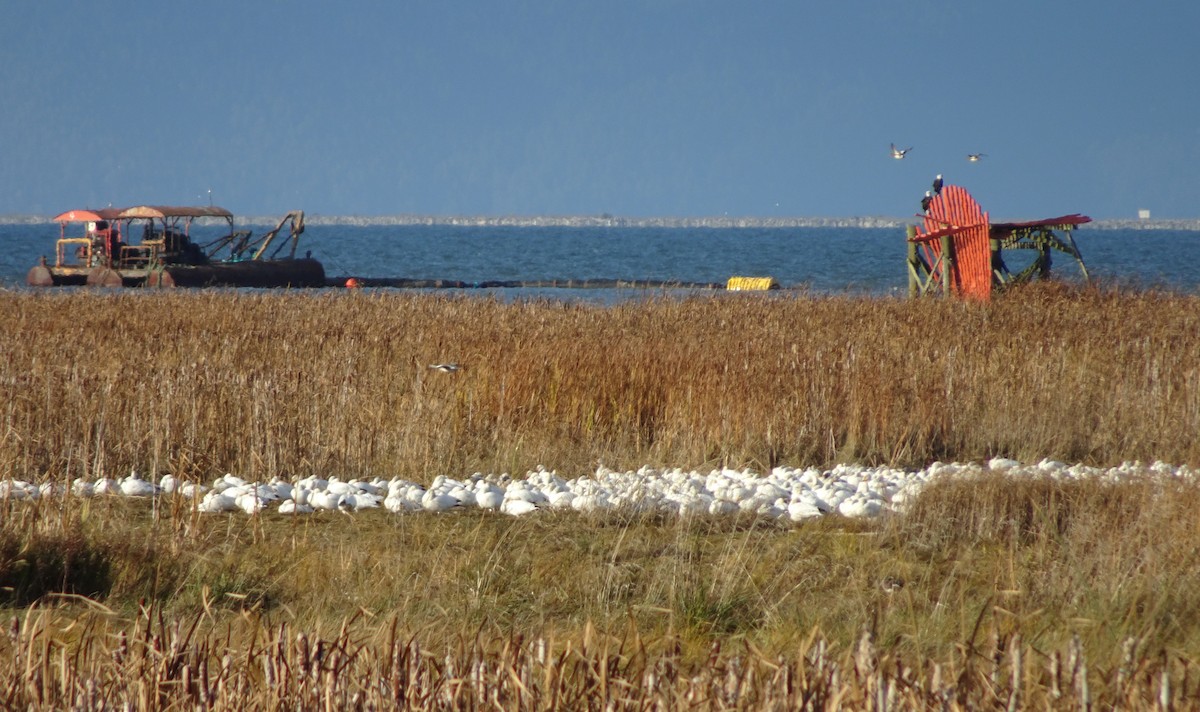 Гуска біла - ML644389475