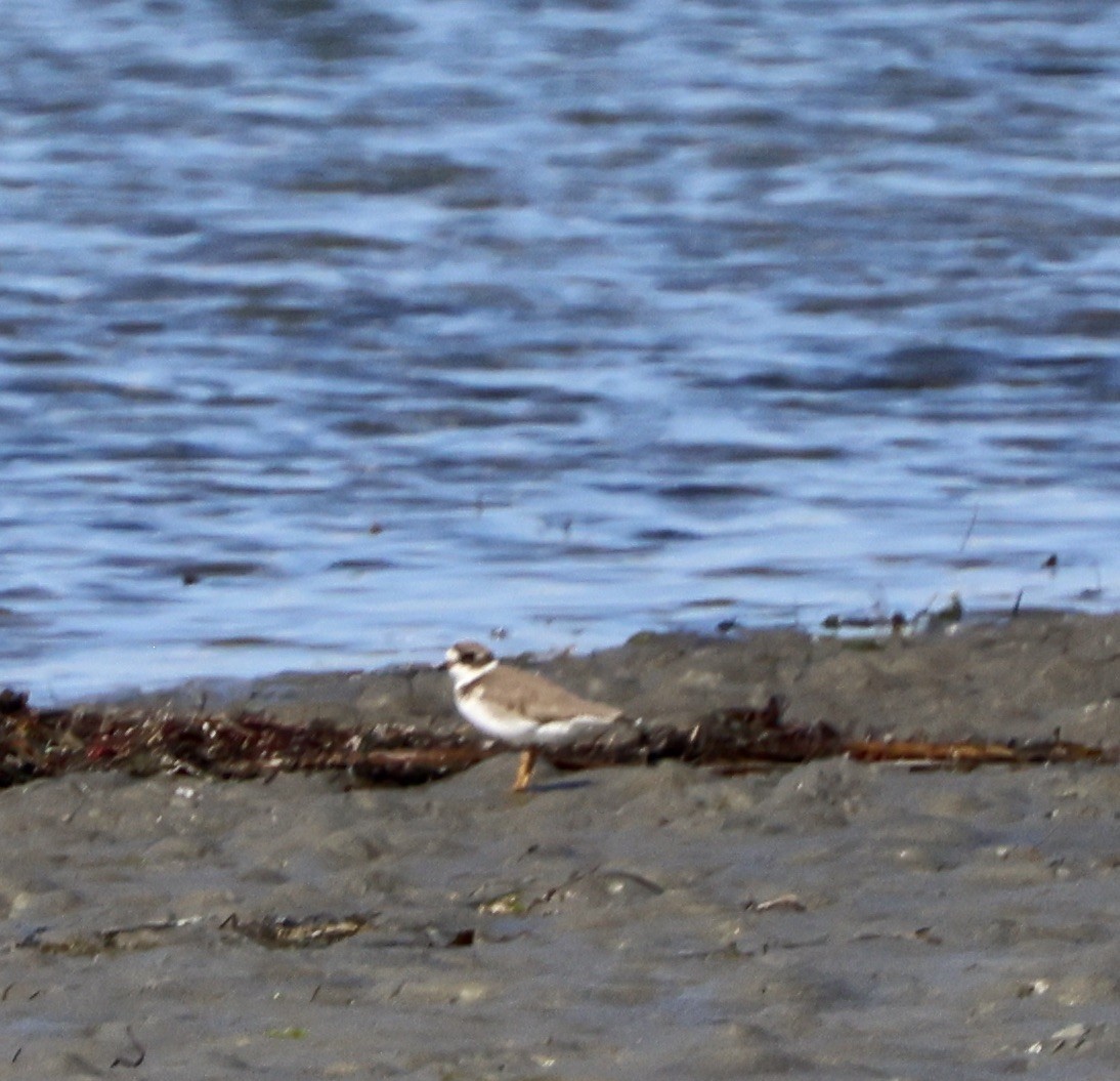 Semipalmated Plover - ML644389479