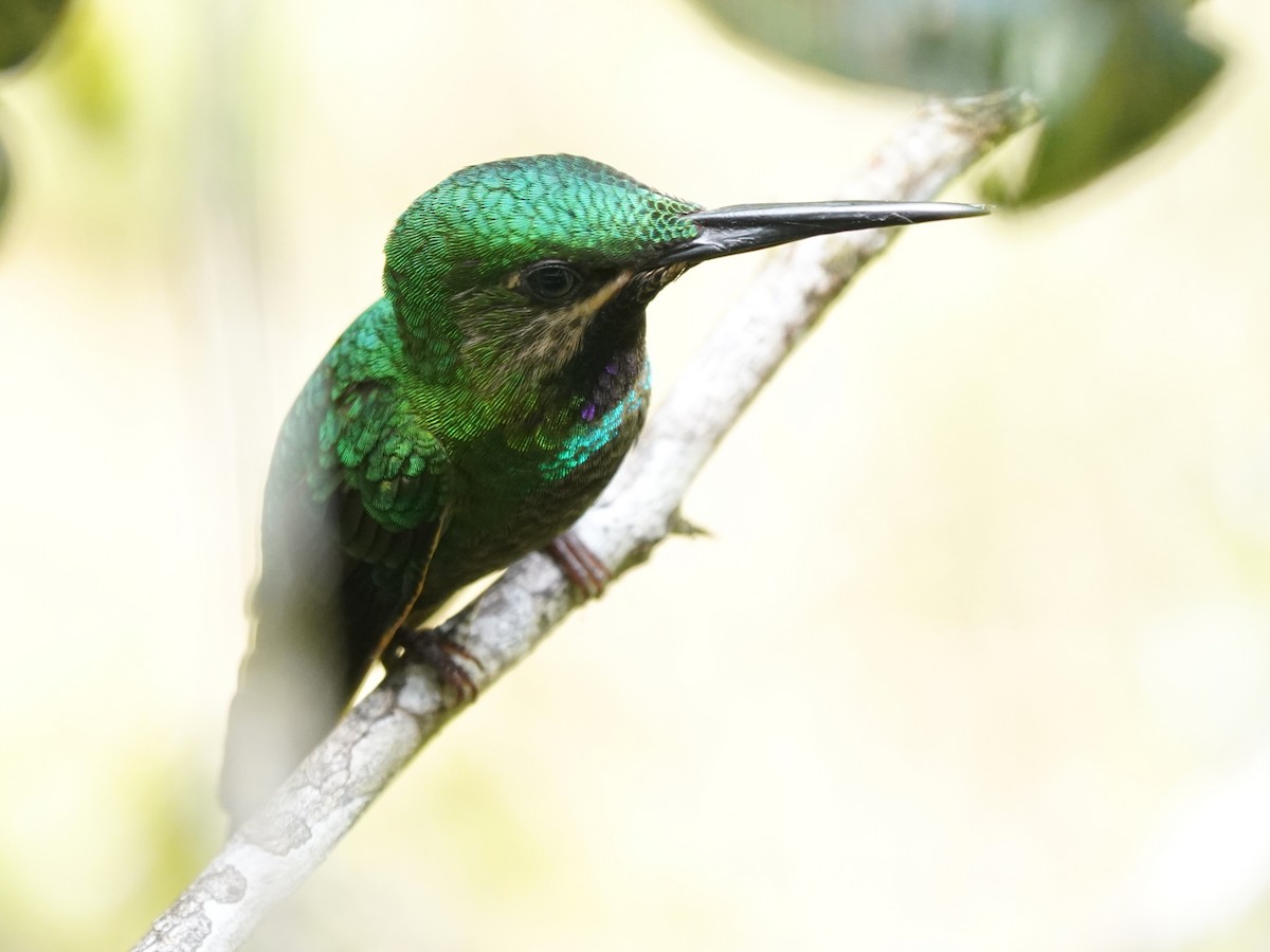 Black-throated Brilliant - ML644389480