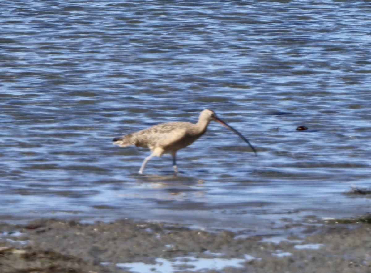 Long-billed Curlew - ML644389481