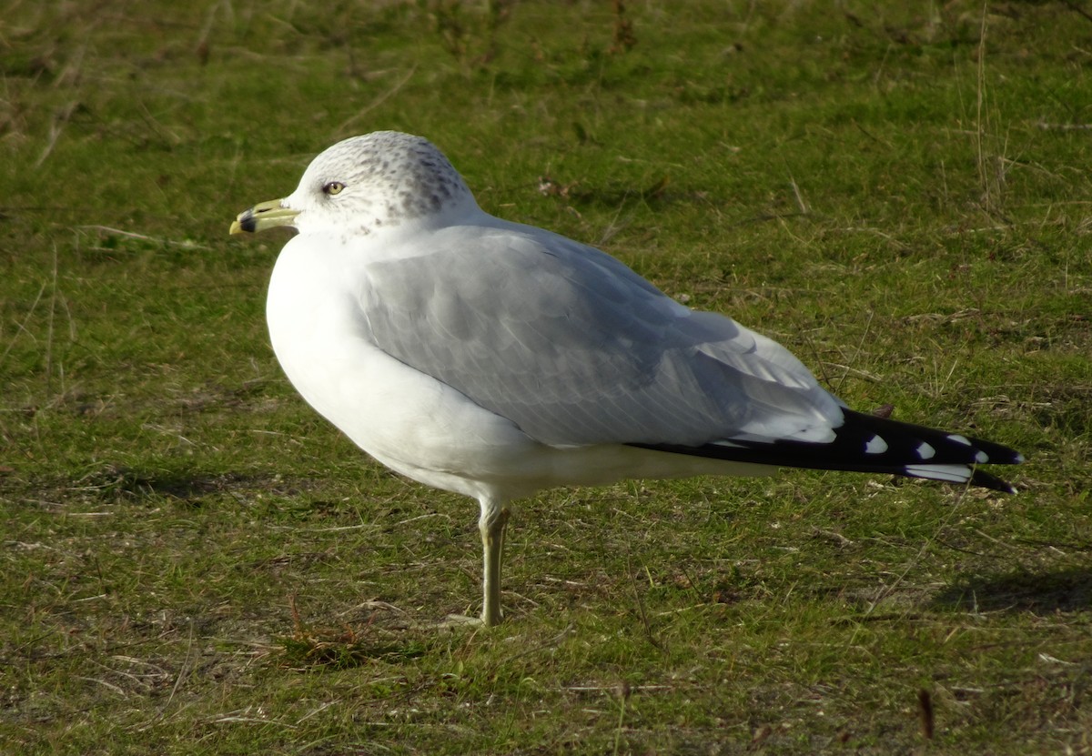 Мартин делаверський - ML644389486