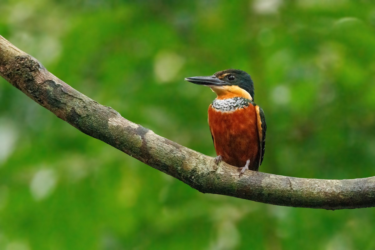Green-and-rufous Kingfisher - ML644389488