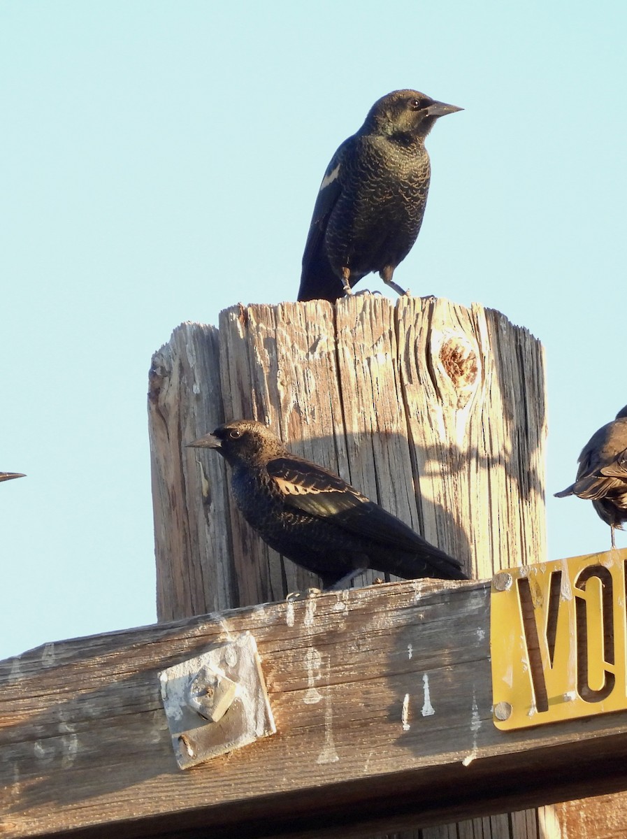 Tricolored Blackbird - ML644389493