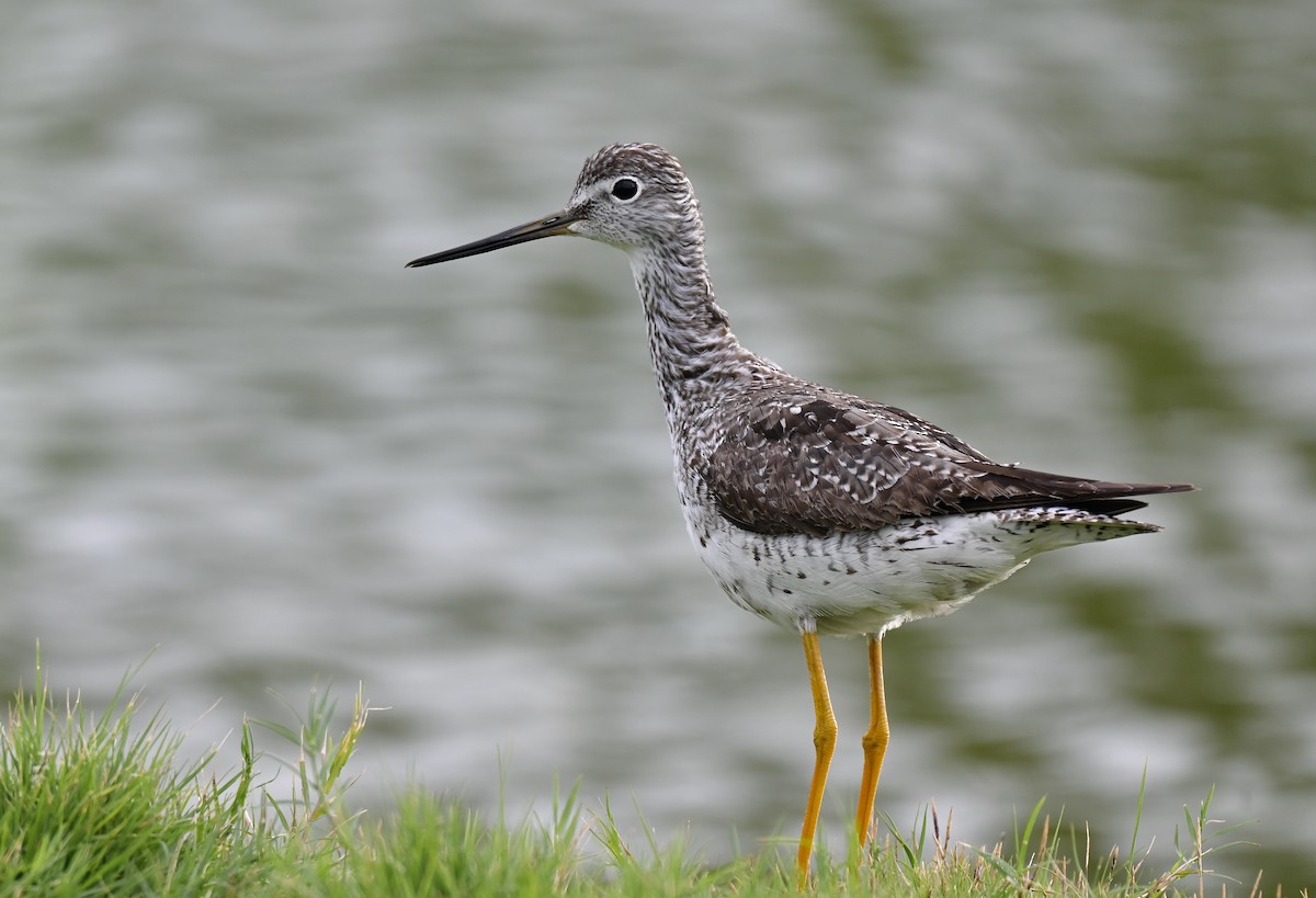 Greater Yellowlegs - ML644389495