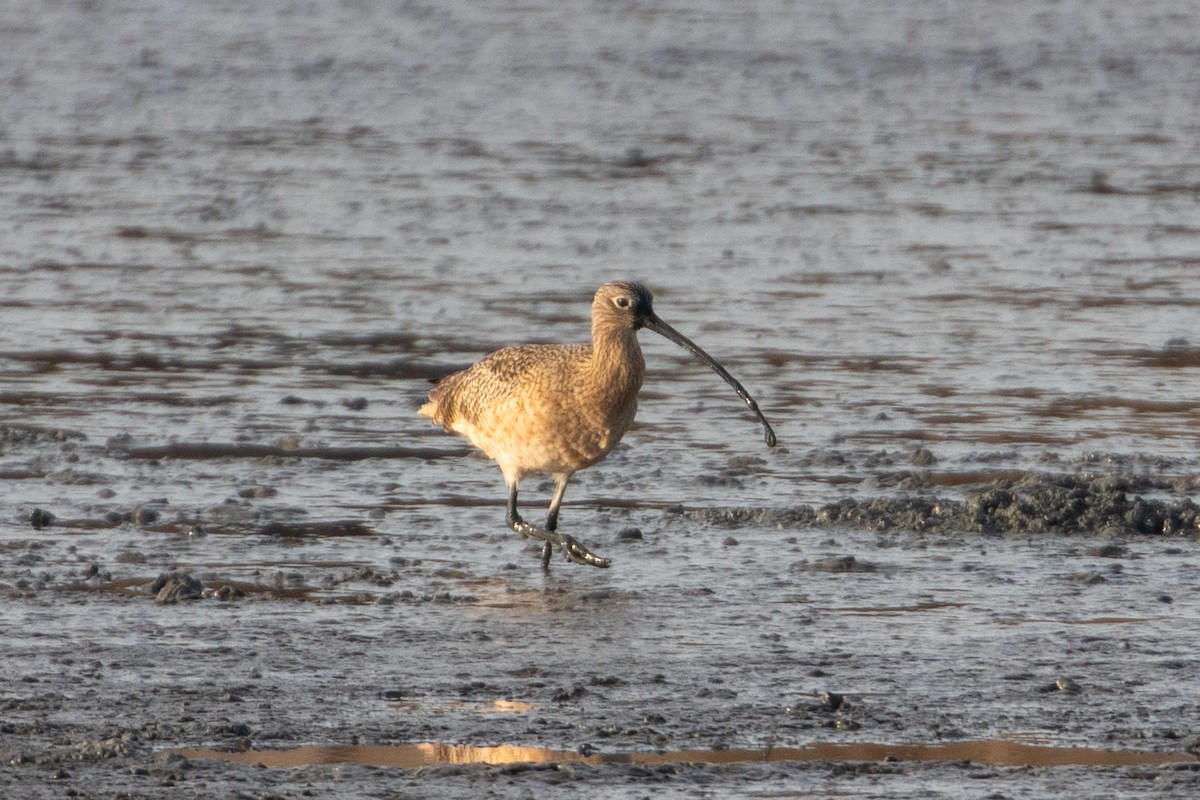 koliha americká - ML644389496