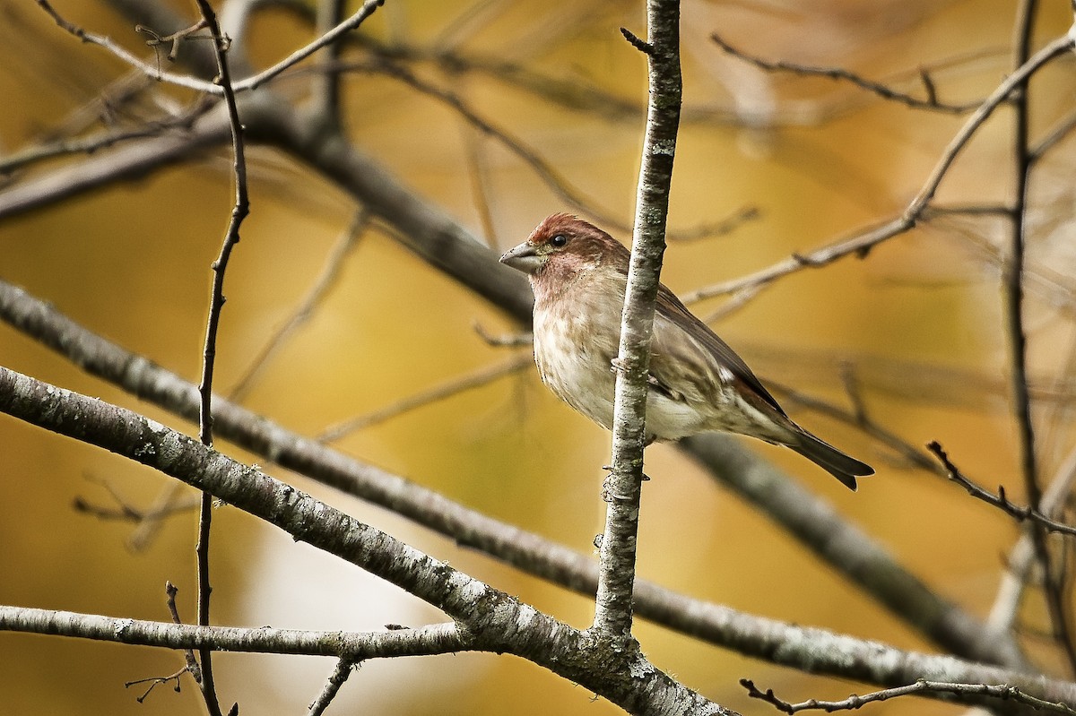 Purple Finch - ML644389500