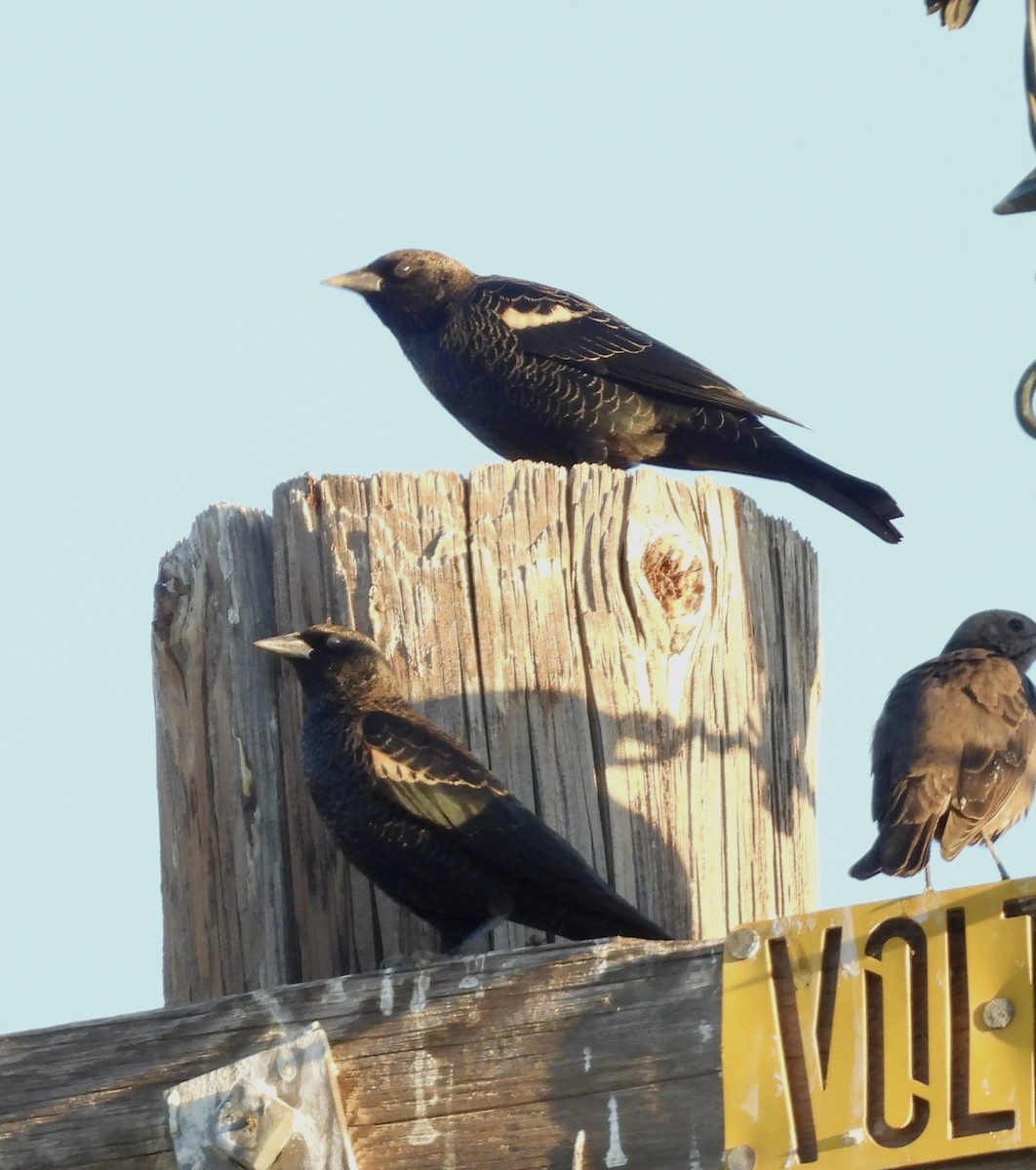 Tricolored Blackbird - ML644389501