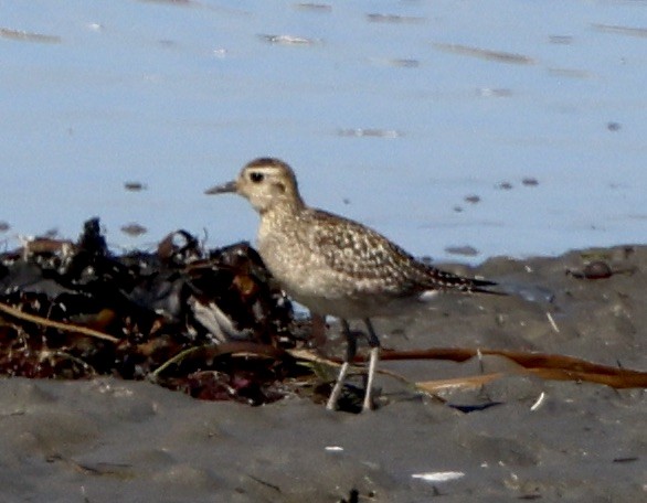 Pacific Golden-Plover - ML644389504