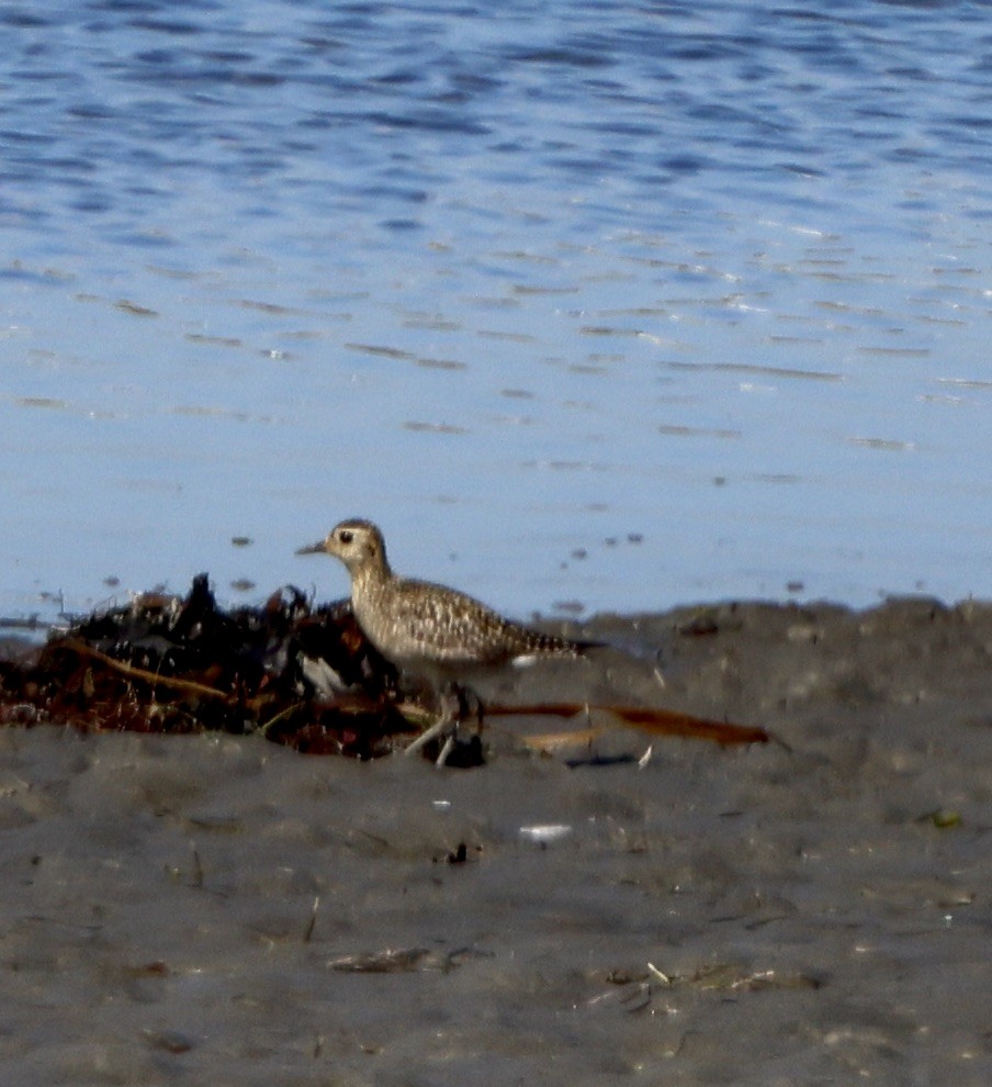 Pacific Golden-Plover - ML644389509