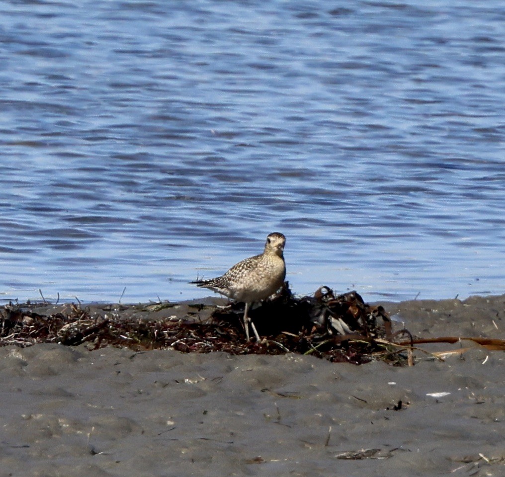 Pacific Golden-Plover - ML644389511