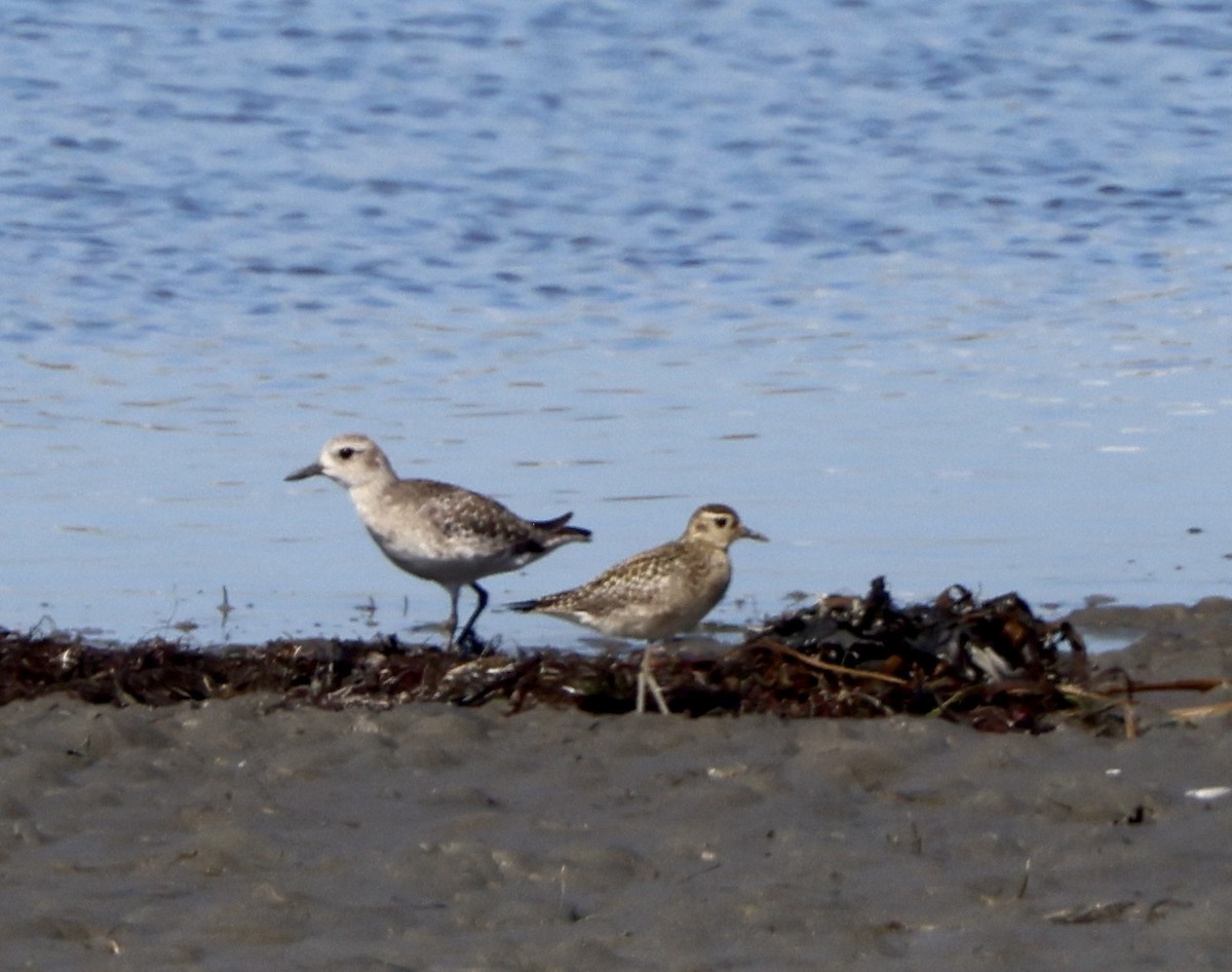 Pacific Golden-Plover - ML644389515