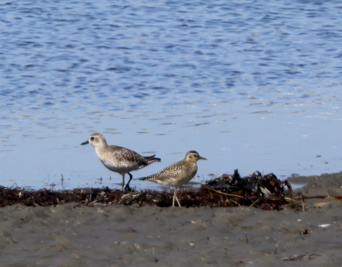 Pacific Golden-Plover - ML644389517