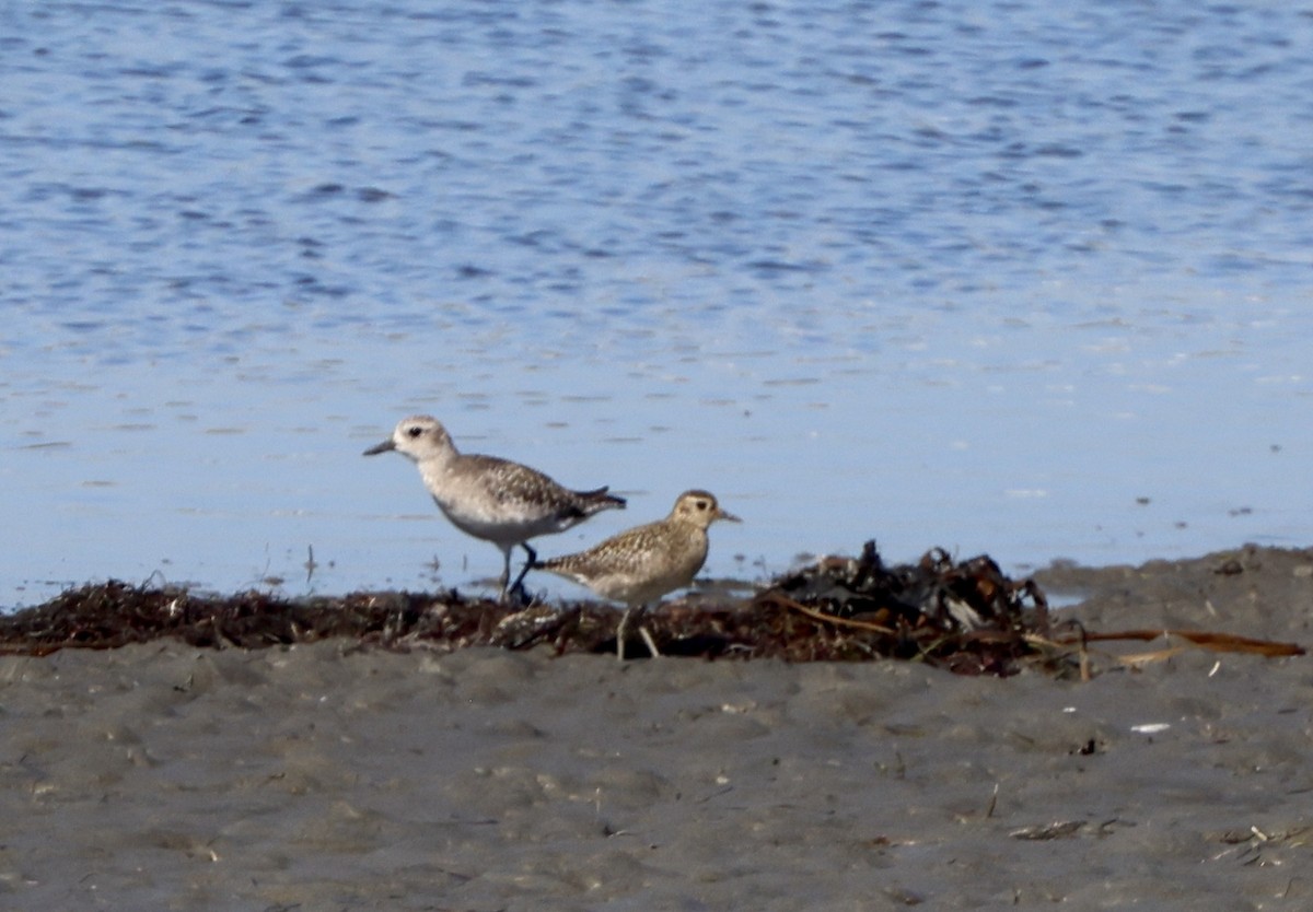 Pacific Golden-Plover - ML644389518