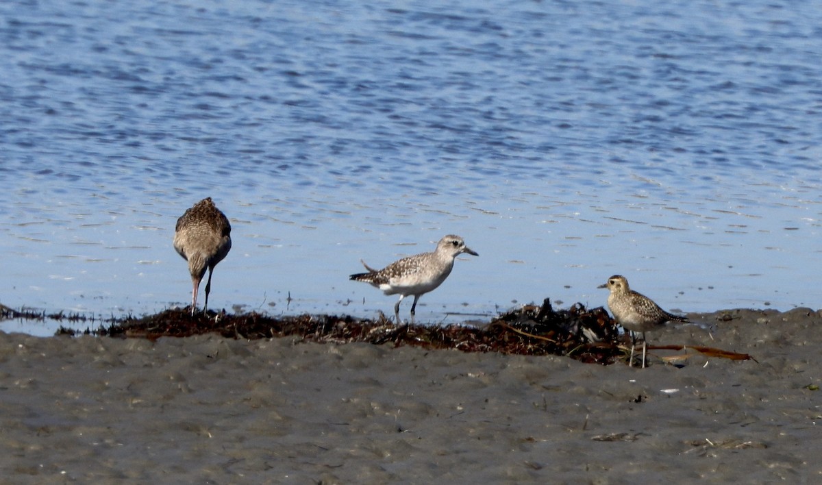 Pacific Golden-Plover - ML644389520