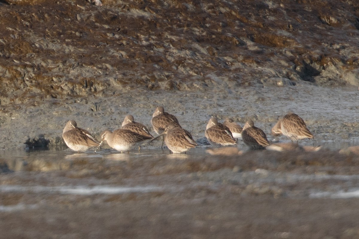 slukovec dlouhozobý - ML644389527